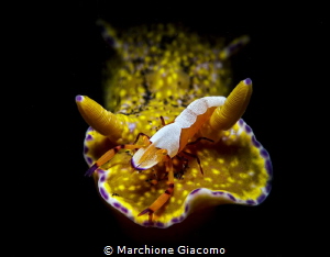 Lembeh strait
Nikon D800E , 105 macro , snoot RETRA LSD by Marchione Giacomo 